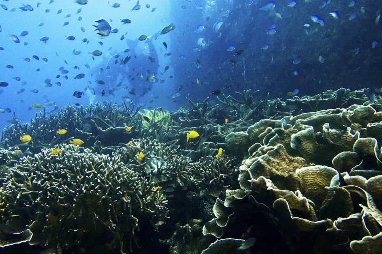 Best Things to Do and Activities in Tioman Island
